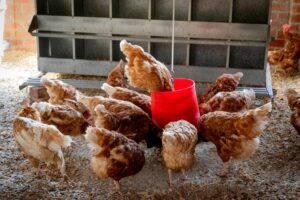 9 Poultry Companies to Settle $180M Lawsuit by Workers